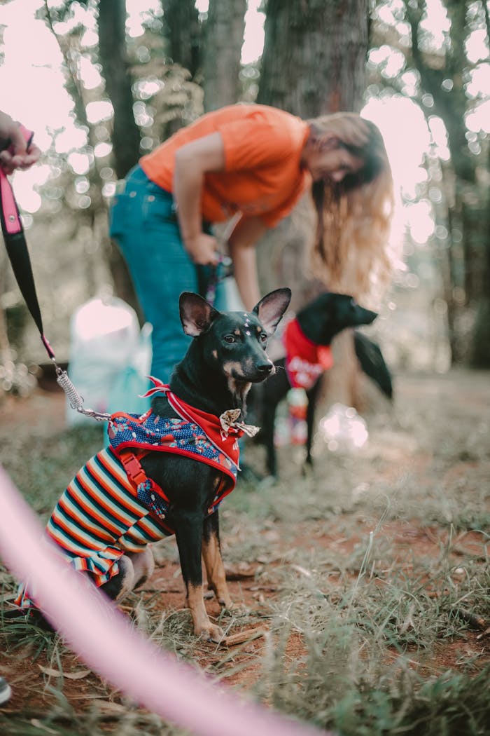 Adorable dogs in colorful costumes at a park in São Paulo, Brazil, enjoying a walk with their owner.