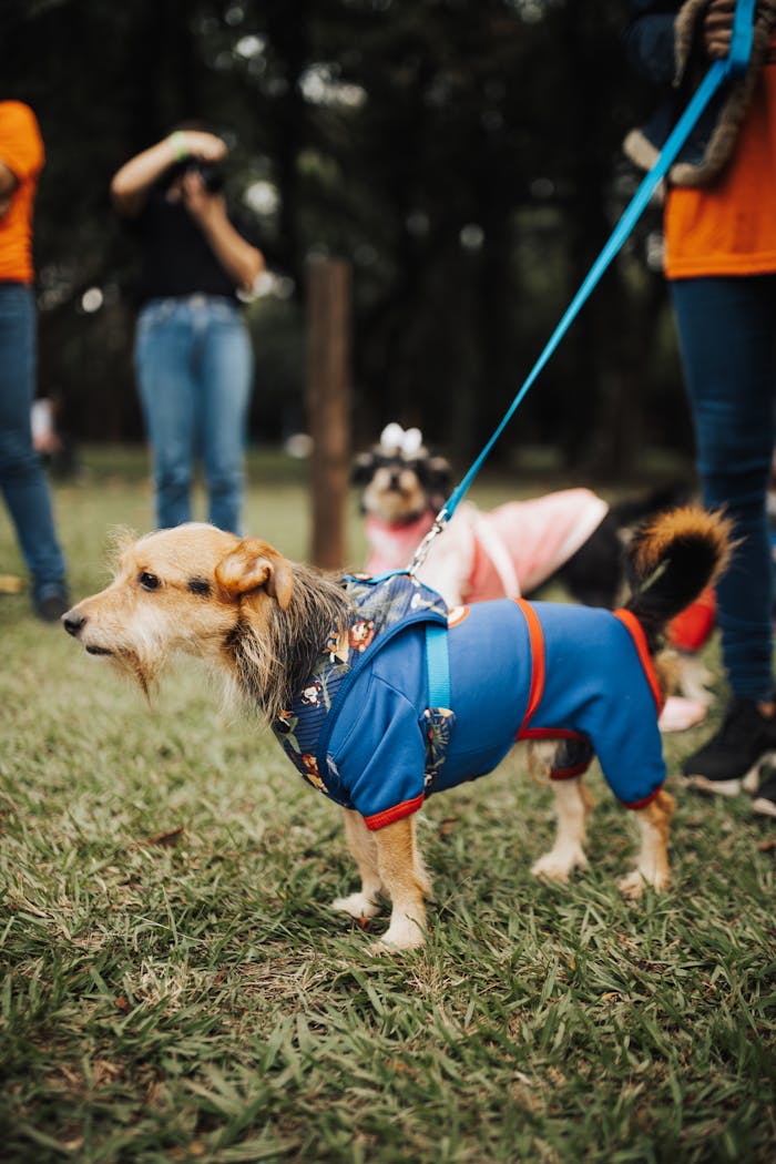 Adorable small dogs in colorful outfits enjoying a fun day out at the park.