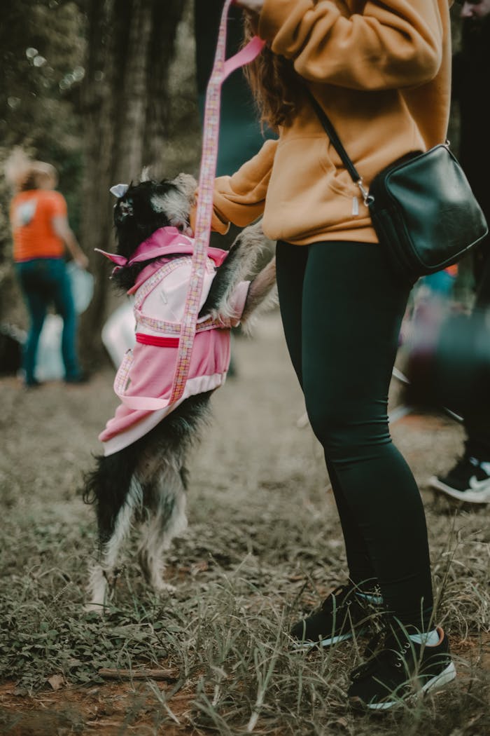 A fashionable dog stands on its hind legs beside a woman in a park setting in São Paulo.