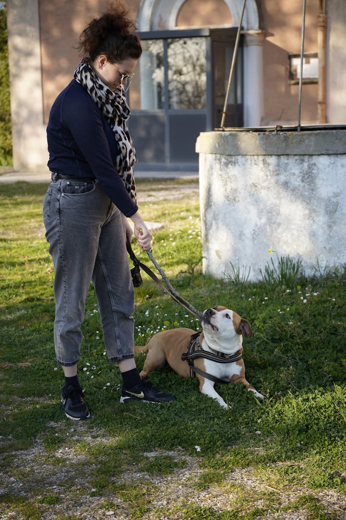 Young woman walking her Amstaff dog on a leash in a sunny outdoor area with grass.